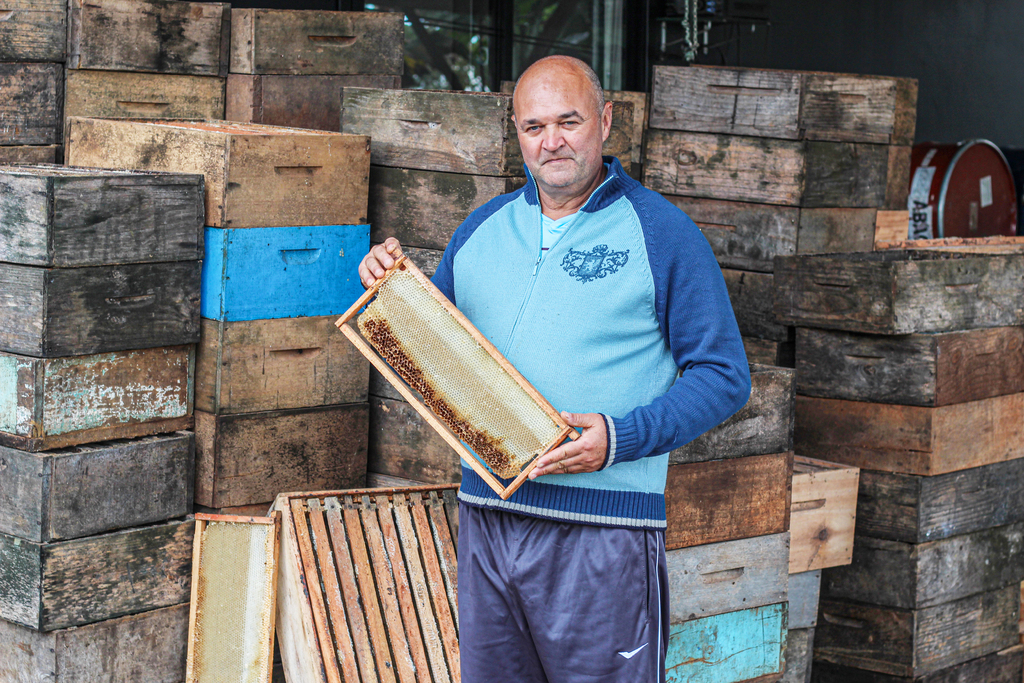 Apicultura em Itapiranga enfrenta desafios para manter produção de mel